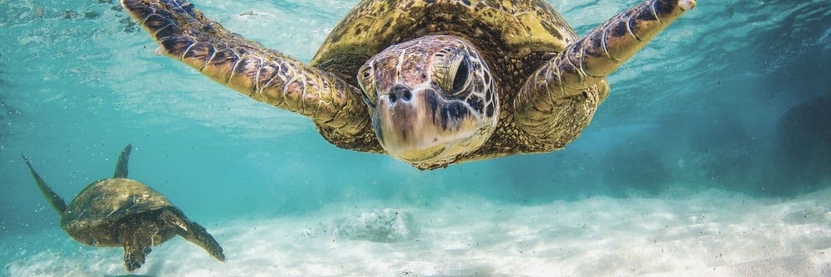 45 Best Turtle Gifts