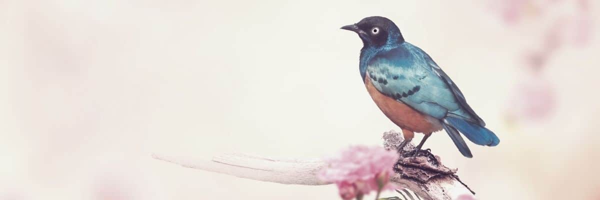 Adorable and Beautiful Gifts For Bird Lovers
