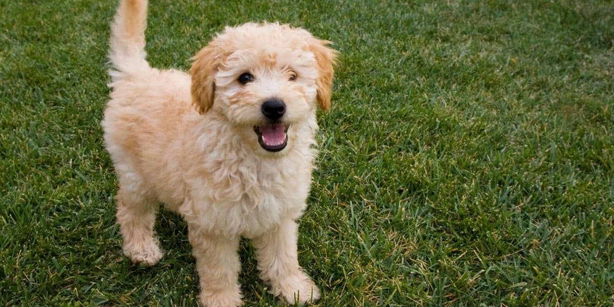 Goldendoodle gifts