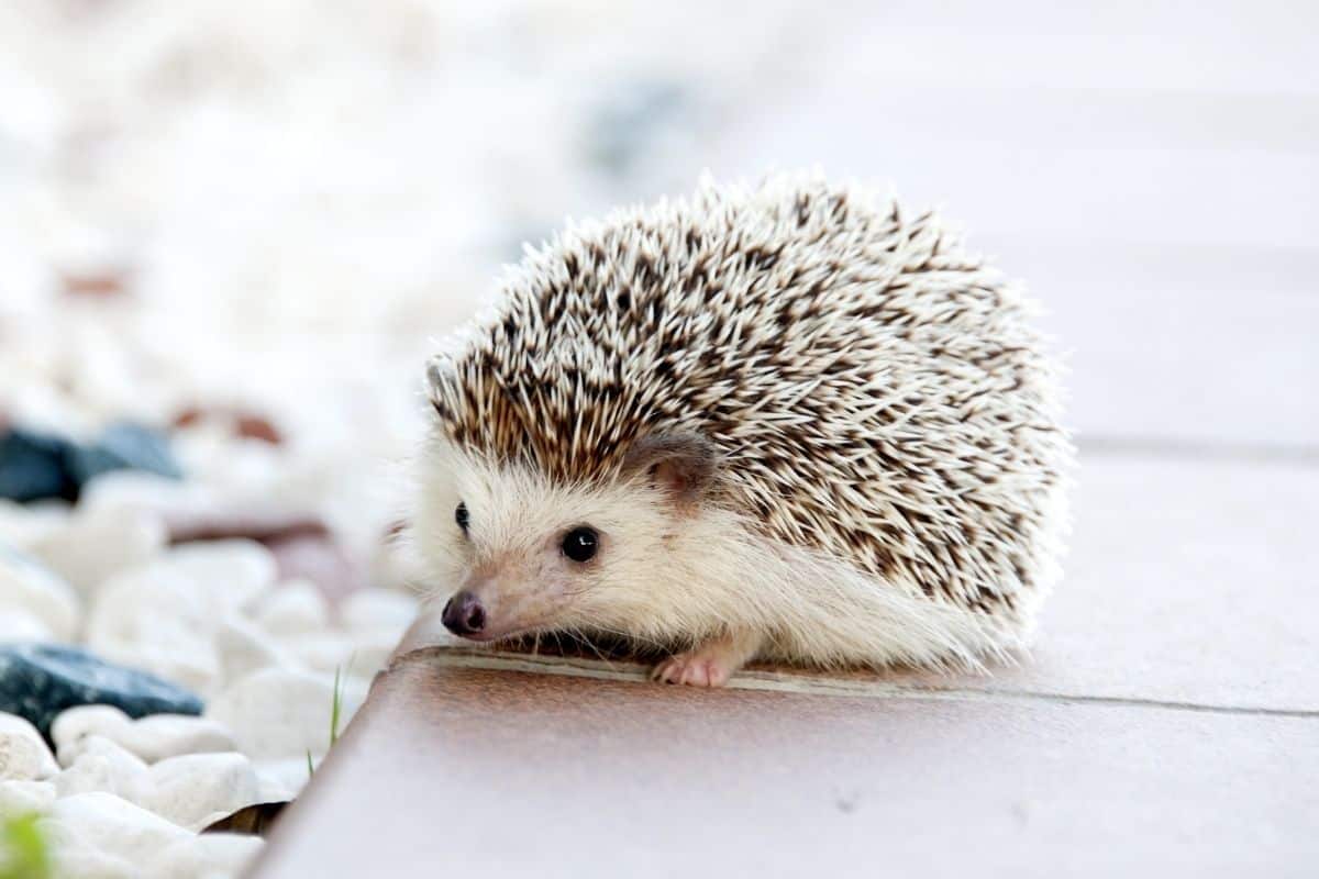 Hedgehog gifts