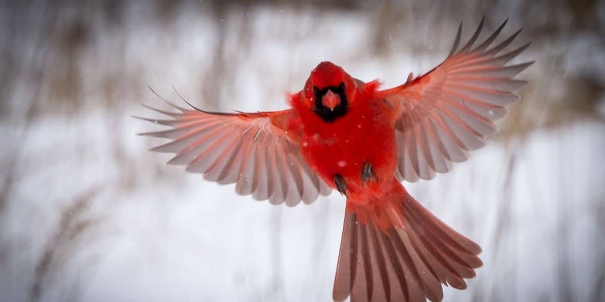 The Best Cardinal Bird Gifts