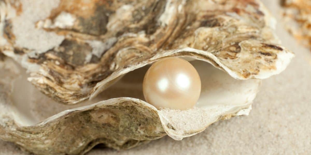 Top 19 best Pearl in Oyster Set