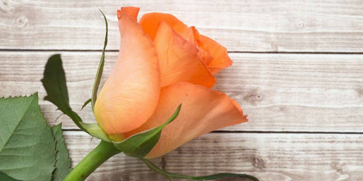 What Is the Symbolism Behind Orange Roses?
