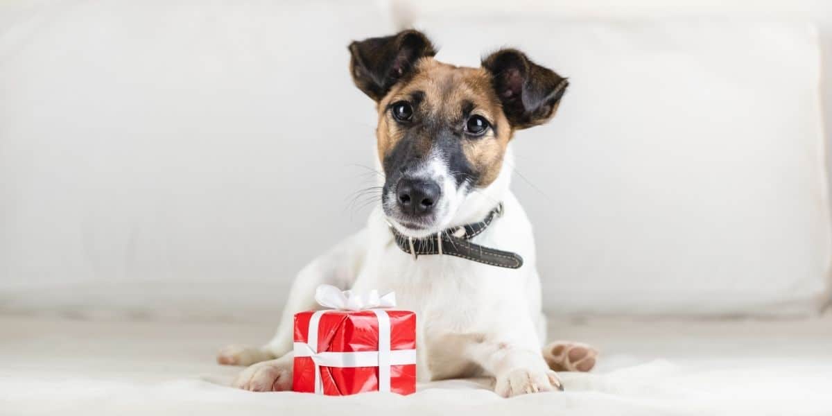 15 Best Gifts For The Dog