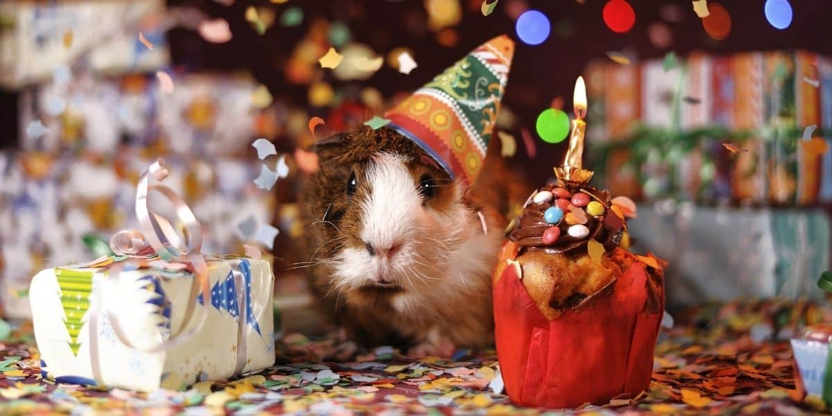 Gifts For Guinea Pigs [and the owner]