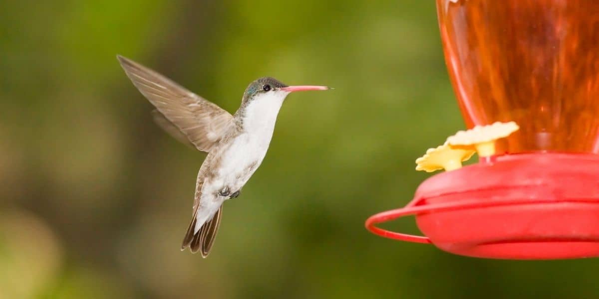 Hummingbird Gifts